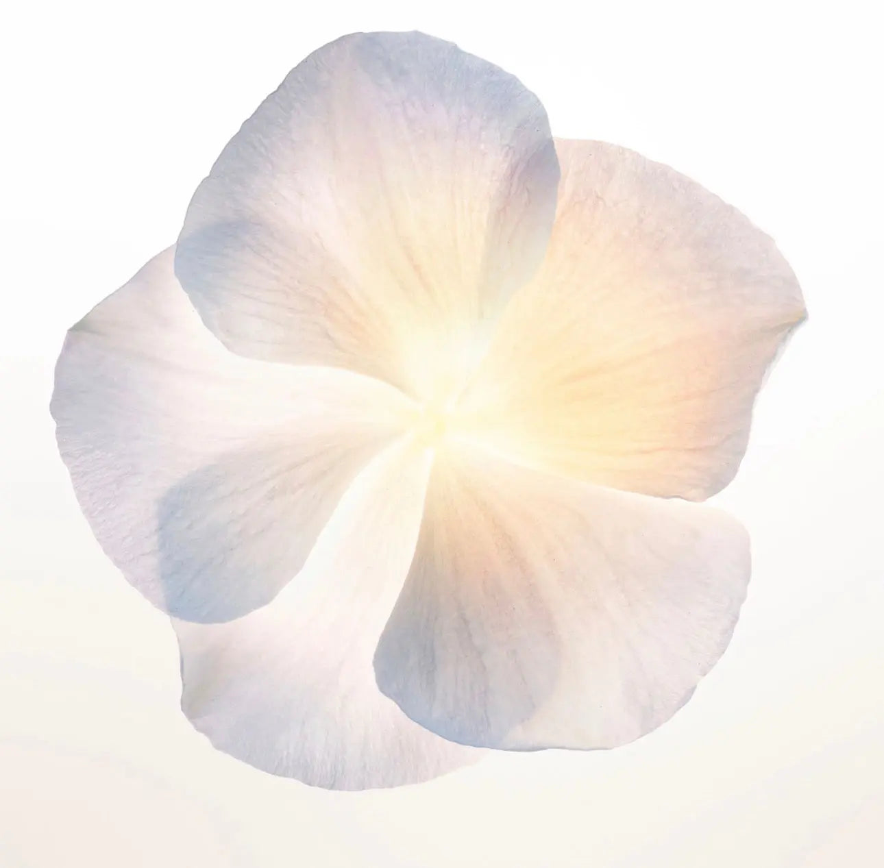 PARFUM NARCISO RODRIGUEZ 90 ML - REPLICAFRAG Replica