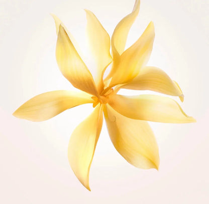 PARFUM NARCISO RODRIGUEZ 90 ML - REPLICAFRAG Replica